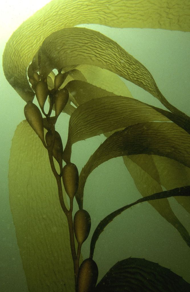 Sea Kelp